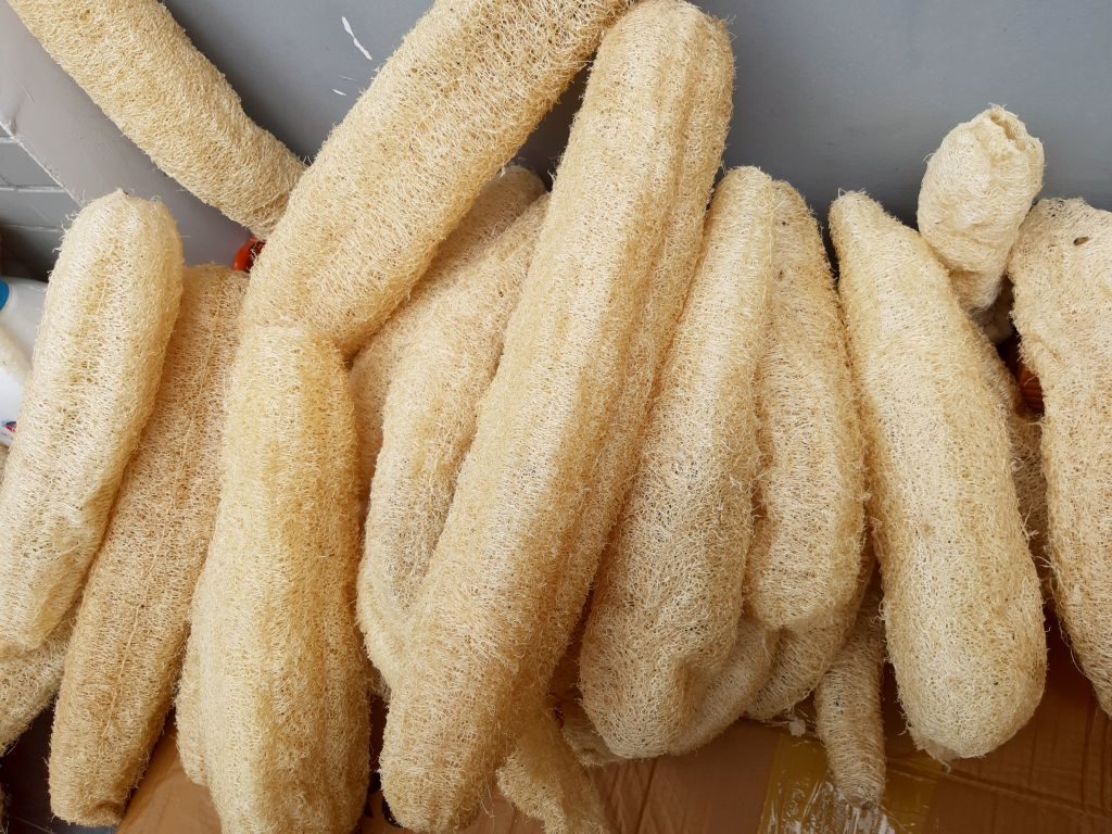dried whole loofah sponges SAFIMEX luffa