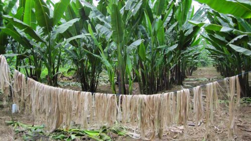 banana-fibre-a-sustainable-bioresource-for-eco-friendly-applications